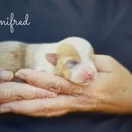 Winifred - Sable merle and white female American Corgi puppy in Cameron, North Carolina from Butts Family Corgis