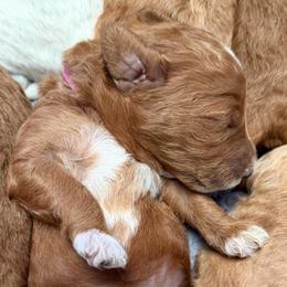 Miss Pink - Parti female Goldendoodle puppy in Valley Center, Kansas from The Goldendoodle Gal