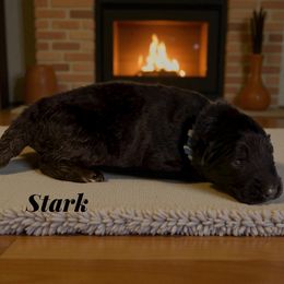 Stark - Black and red male German Shepherd puppy in Beaverdam, Virginia from B&R Kennel