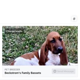 Basset Hound All Grown Up from Beckstrom’s Family Bassets