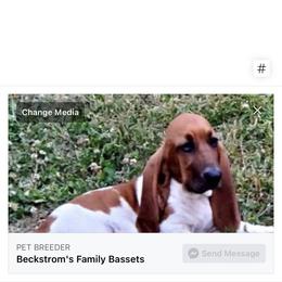 Basset Hound All Grown Up from Beckstrom’s Family Bassets
