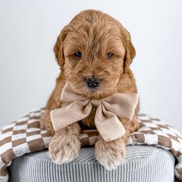 Thread - Red  male Goldendoodle puppy in Jamestown, Kentucky from Milk & Honey Doodles