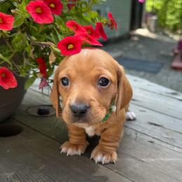 Boy 1 Green - Red male Dachshund puppy in Grand Valley, Pennsylvania from Dachshunds on the Hill