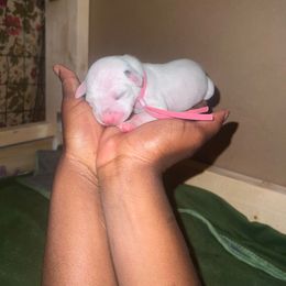 Pink - Dalmatian puppy from Andersons Toy Box LLC