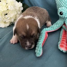 Male 1 Bluie with Strip - Blue male Pembroke Welsh Corgi puppy in Moundville, Alabama from Cartee Corgis - Debi Cartee Mills
