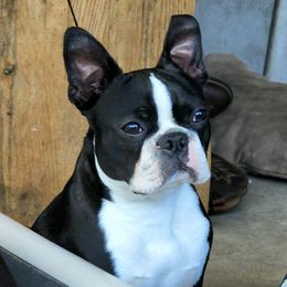 Boston Terriers and Bullmastiffs from Melkev's Bullmastiffs and Boston Terriers