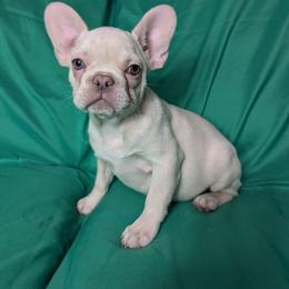 Elsa - French Bulldog