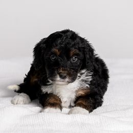 Deb - Tri-color female Bernedoodle puppy in Slc, Utah from Timp Doodles