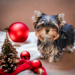 Yorkshire Terrier Puppies from Essence of Grace Yorkies