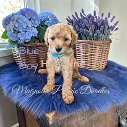 Blue Boy - male Cavapoo puppy in Lavon, Texas from Magnolia Prairie Doodles
