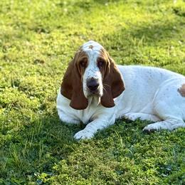 Vaiana - Basset Hound