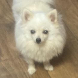 Lily - Pomeranian