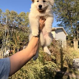 Yellow Collar - White female German Shepherd puppy in Sylvania, Ohio from Mitso Shepherds
