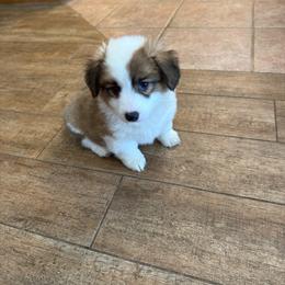 Mabel - Sable female Pembroke Welsh Corgi puppy in Atascadero, California from California Corgis and Kunes