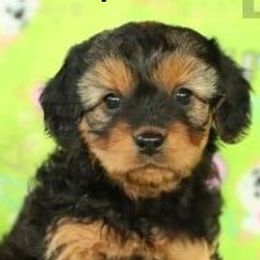 Piper - Cavapoo