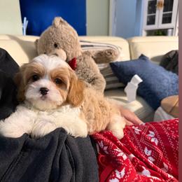 Cavapoo Puppies from Woodland poodles and Cavapoos