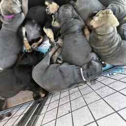 Cane Corso Puppies from Willow’s Meadow