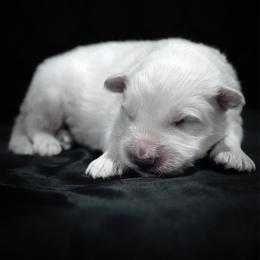 Red Collar Boy - White male Berger Blanc Suisse puppy in Aurora, Colorado from Moonlight Berger Blanc Suisses