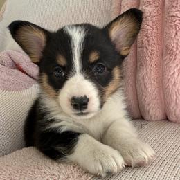 Iris - Black and tan female Pembroke Welsh Corgi puppy in Paxton, Illinois from McGovern Family Corgis
