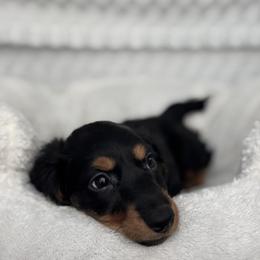 Dachshund Puppies from Dash of Love