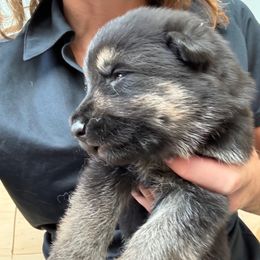 Adelheid - Black and tan female German Shepherd puppy in Purcellville, Virginia from Firelight Farm