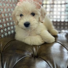 Goldendoodle and Golden Retriever Puppies from Cajun Doodles and Retrievers