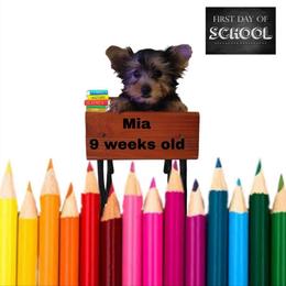 Shelby's peach girl - Black and tan female Yorkshire Terrier puppy in Inverness, Florida from Luvayorkie&more