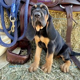 Boy 7 - Black and tan Bloodhound puppy in Vanderpool, Texas from Kiwi Hunting Services