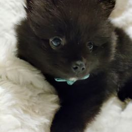 Pomeranian Puppies from Cutie Poms