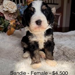 Sandie - Tri-color female Bernedoodle puppy in Royse City, Texas from Platinum Bernedoodles of Texas
