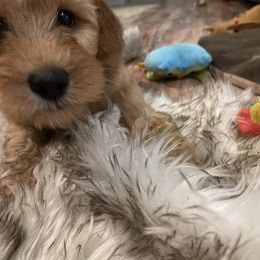 Goldendoodle Puppies from Coal Country Doodles