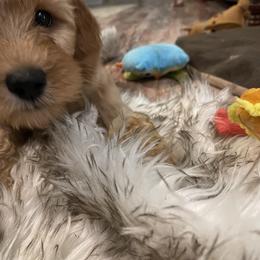 Goldendoodle Puppies from Coal Country Doodles