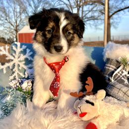 Atlas - Black and white male Border Collie puppy in Conway, Missouri from 2J 2K Border Collies | Maremma Sheepdogs