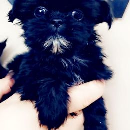 Shih Tzus from Shih-tzu Queen