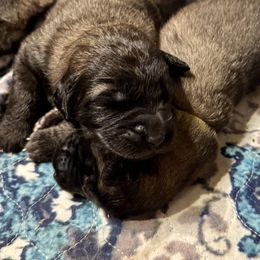 Female 2 - Reddish brown female Leonberger puppy in Maple Valley, Washington from Tir na nOg Leonbergers