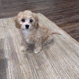 Cavalier King Charles Spaniel and Cavapoo Puppies from K’s Cavys