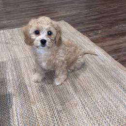 Cavalier King Charles Spaniel and Cavapoo Puppies from K’s Cavys