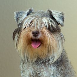 Starr - Miniature Schnauzer