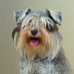 Starr - Miniature Schnauzer