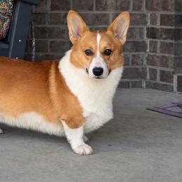 Ace - Pembroke Welsh Corgi