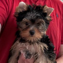 Madeline's Female Puppy - Blue and gold female Yorkshire Terrier puppy in San Diego, California from Dearinger San Diego Yorkies