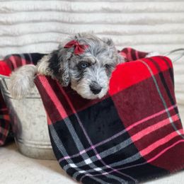 Aussiedoodle Puppies from Silva Ranch Doodles