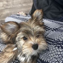 Niki - Gold female Yorkshire Terrier puppy in Cape Coral, Florida from Katherine’s Yorkies and Poodles