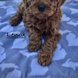 Lenox - Red  male Poodle puppy in Traverse City, Michigan from Riyem Wildflower Farms
