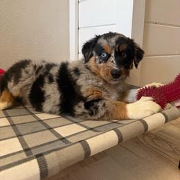Twix - Black tri-color female Australian Shepherd puppy in Weeki Wachee, Florida from Ace of Spades Australian Shepherds