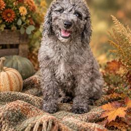 Americano - Merle female Labradoodle puppy in Kingston, Georgia from CC Familydoodles