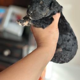Reese - Phantom male Goldendoodle puppy in Anderson, South Carolina from M & L Pups