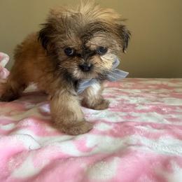 Leo - Red and tan male Shih Tzu puppy in Burlington, North Carolina from Nancy’s Lil’Shih Tzus