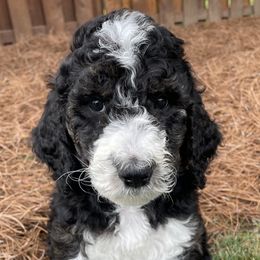 Flower - Tri-color Bernedoodle puppy in Brighton, Tennessee from Beaver Creek Bernedoodles