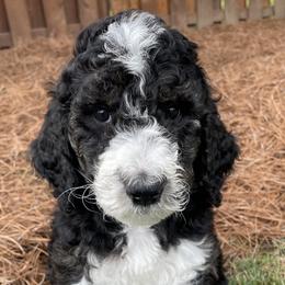 Flower - Tri-color Bernedoodle puppy in Brighton, Tennessee from Beaver Creek Bernedoodles